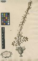 Original material of Spiraea hypericifolia L. [family ROSACEAE]