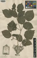Original material of Rubus idaeus L. [family ROSACEAE]