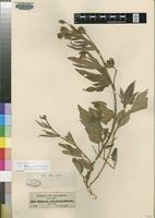 Isotype of Hibiscus articulatus Hochst. ex A.Rich. [family MALVACEAE]