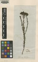 Original material of Selago corymbosa L. [family SELAGINACEAE]