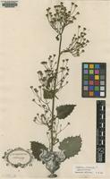 Original material of Lapsana communis L. [family ASTERACEAE]