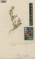 Lectotype of Bidens verticillata L. [family ASTERACEAE]