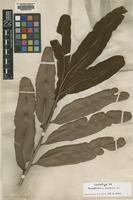 Lectotype of Acrostichum aureum L. [family PTERIDACEAE]