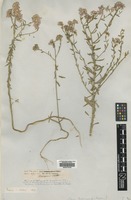 Type? of Iberis contejeanii Billot [family BRASSICACEAE]