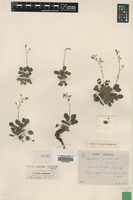Syntype of Saxifraga geoides Lacaita [family SAXIFRAGACEAE]