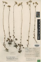 Paratype of Saxifraga bulbifera Lacaita var. pseudogranulata [family SAXIFRAGACEAE]