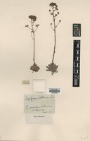Type of Saxifraga stabiana Ten. [family SAXIFRAGACEAE]