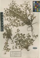 Type of Potentilla leucopolitana P.J.Mull. [family ROSACEAE]