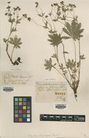 Type of Potentilla buguoyana Knaf [family ROSACEAE]