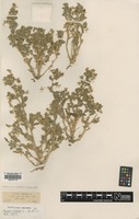 Isoepitype of Ononis viscosa L. [family FABACEAE]