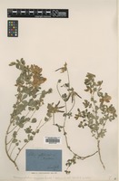 Filed as Lotus aegeus (Griseb.) Boiss. [family FABACEAE]