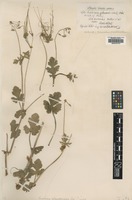 Type of Erodium glaucovirens Lojac. [family GERANIACEAE]