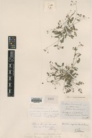 Filed as Erodium sanguis-christi Sennen [family GERANIACEAE]