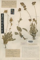 Type? of Anthyllis iberica W.Becker [family FABACEAE]