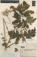 Type of Heracleum occidentale Boreau [family APIACEAE]
