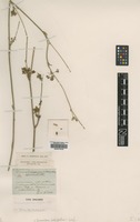 Type of Durieua juncea Willk. [family APIACEAE]