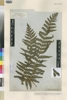 Isotype of Lonchitis stenochlamys Fée [family DENNSTAEDTIACEAE]