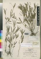 Type of Justicia psammophila Mildbr. [family ACANTHACEAE]