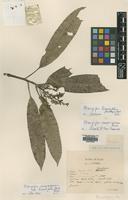 Isotype of Mangifera camptosperma Mukh. var. linearifolia [family ANACARDIACEAE]