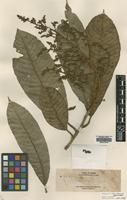 Type of Melanochyla elmeri Merr. [family ANACARDIACEAE]
