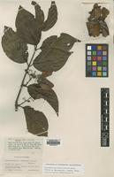Isotype of Banisteriopsis inebrians Morton [family MALPIGHIACEAE]