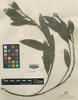 Neotype of Acacia holosericea A.Cunn ex G.Don [family LEGUMINOSAE]