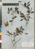 Isotype of Sclerocroton integerrimus Hochst. ex Krausse [family EUPHORBIACEAE]