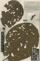 Type of Neonauclea versteeghii Merr. & L.M.Perry [family RUBIACEAE]