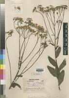 Type of Senecio triactinus S.Moore [family ASTERACEAE]