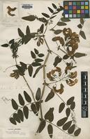 Type of Vicia grandiflora Sm. [family LEGUMINOSAE]