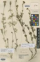 Filed as Verbena aristigera S.Moore [family VERBENACEAE]
