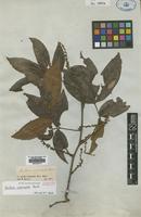 Isotype of Paullinia interrupta Benth. [family SAPINDACEAE]