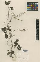Isotype of Serjania stenopterygia Radlk. [family SAPINDACEAE]