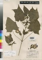 Type of Thunbergia swynnertonii S.Moore var. cordata [family ACANTHACEAE]