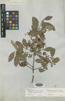 Isotype of Elaeodendron fortunei Turcz. [family CELASTRACEAE]