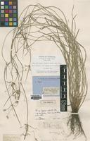 Type of Cyperus imbecillis R.Br. [family CYPERACEAE]