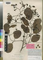 Holotype of Pterocarpus meliferus Welw. [family LEGUMINOSAE]