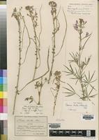 Cleome hirta (Klotzsch) Oliv. [family CAPPARIDACEAE]