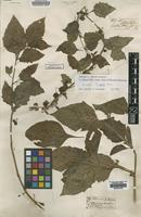 Type? of Solanum patens Lowe [family SOLANACEAE]