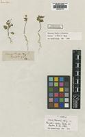 Type of Solanum tauschii Opiz [family SOLANACEAE]