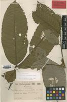 Isotype of Cupaniopsis macropetala Radlk. [family SAPINDACEAE]