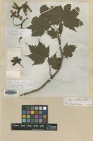 Lectotype of Acer caudatum Wall. [family ACERACEAE]
