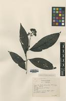 Type of Tarenna valida Craib [family RUBIACEAE]