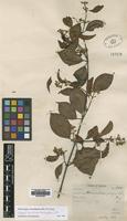 Isotype of Micrechites brachypetala Ridl. [family APOCYNACEAE]