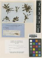 Type of Plantago carnosa R.Br. [family PLANTAGINACEAE]