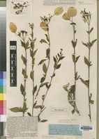 Type of Mussaenda monteroi Wernham [family RUBIACEAE]