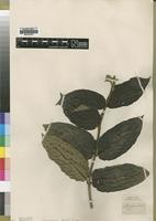 Type? of Mussaenda afzelii G.Don [family RUBIACEAE]