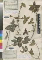 Isolectotype of Tricalysia djurensis Hiern [family RUBIACEAE]