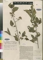 Type of Vangueria randii S.Moore [family RUBIACEAE]