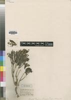 Type of Pavetta harborii S.Moore [family RUBIACEAE]
